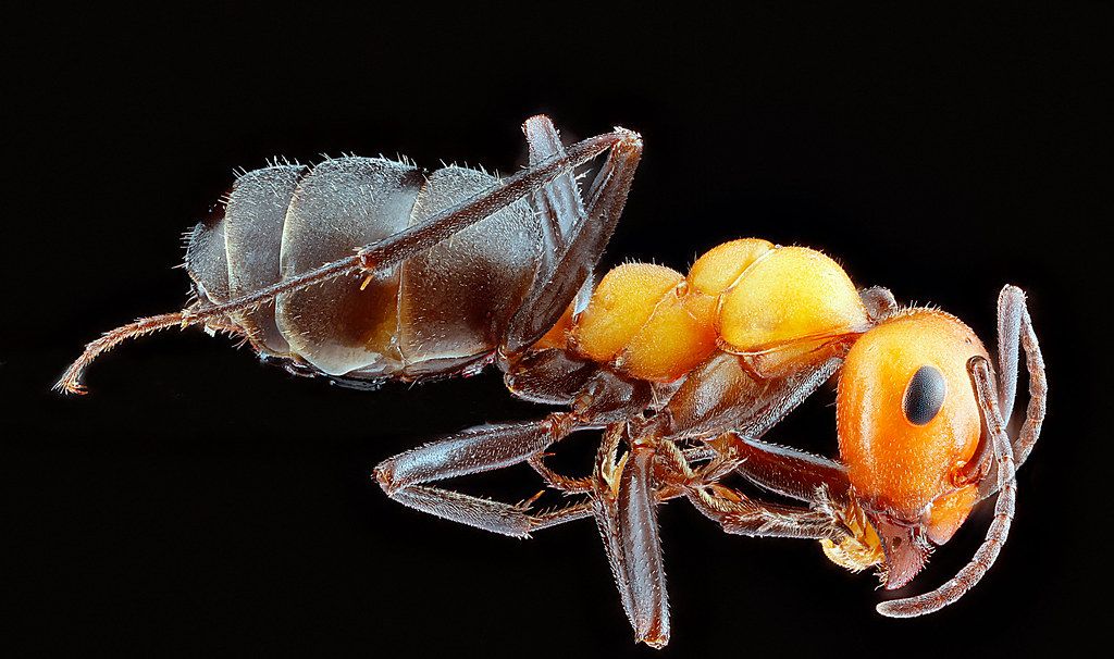 Ant Control service in Tucson, AZ
