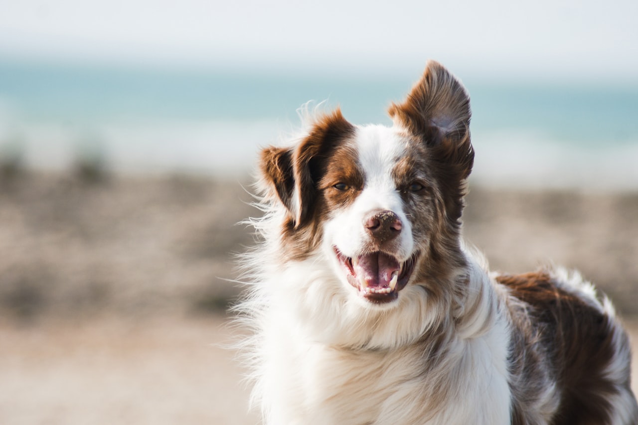 Flea & Tick Control service in Tucson, AZ