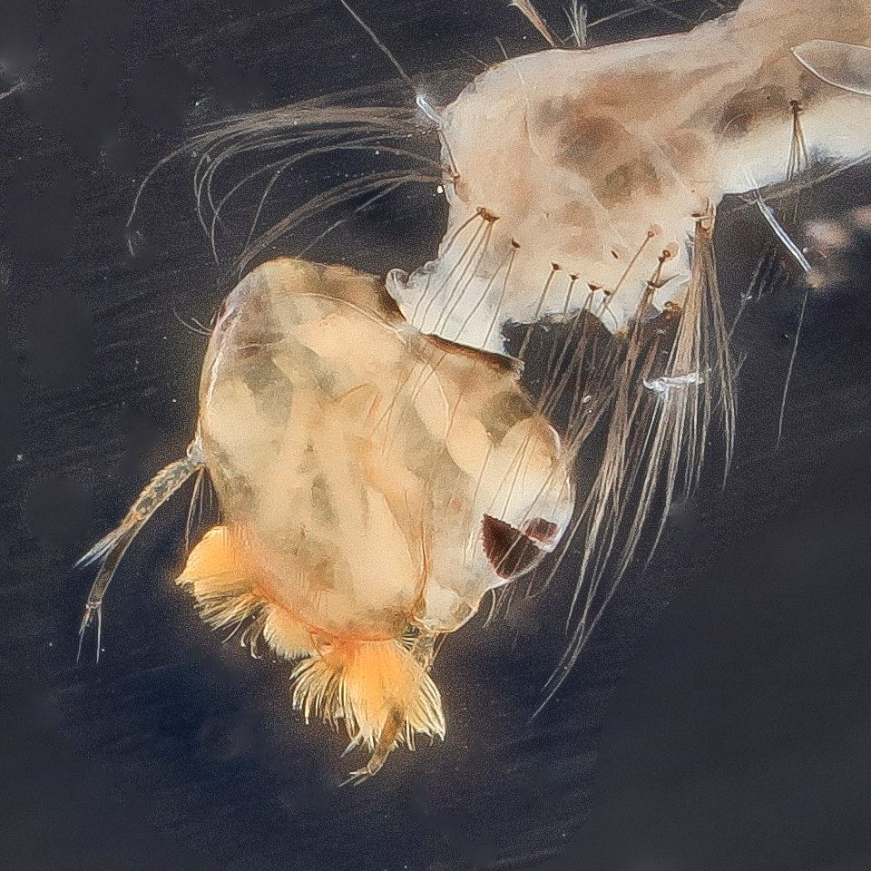 Mosquito Control service in Tucson, AZ