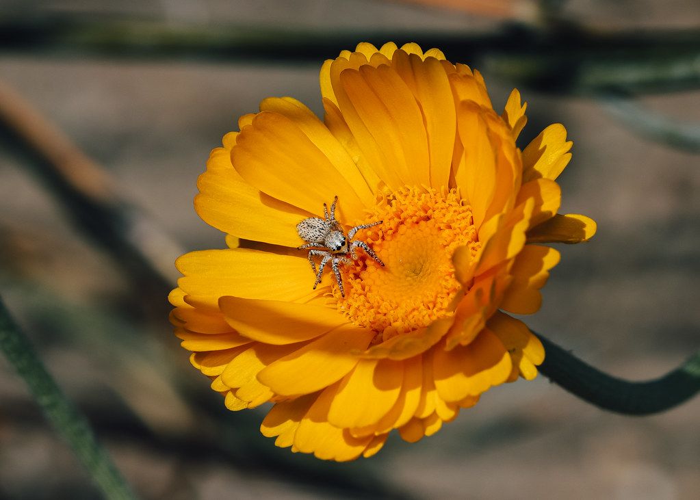 Spider Control service in Tucson, AZ